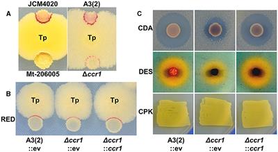 Transcriptionally induced nucleoid-associated protein-like ccr1 in combined-culture serves as a global effector of Streptomyces secondary metabolism